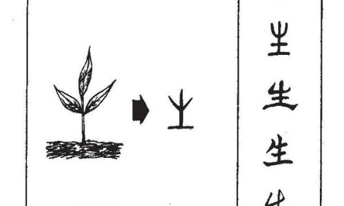 冰花蔬菜 吃法大全-冰花菜的功效与作用、冰花蔬菜 吃法视频 -冰花蔬菜 吃法网
