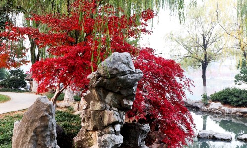 冰花蔬菜 吃法视频-冰花菜的功效与作用、冰花蔬菜 吃法视频 -冰花蔬菜 吃法网