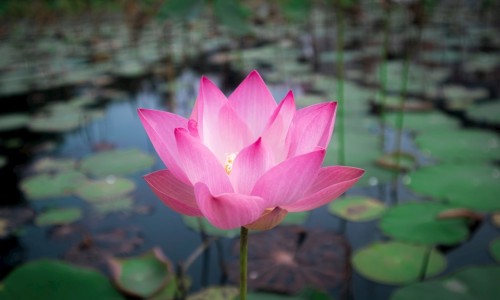 冰花莱做法-冰花菜的功效与作用、冰花蔬菜 吃法视频 -冰花蔬菜 吃法网