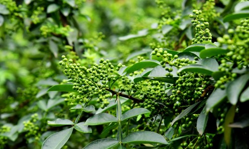 冰花莱做法-冰花菜的功效与作用、冰花蔬菜 吃法视频 -冰花蔬菜 吃法网