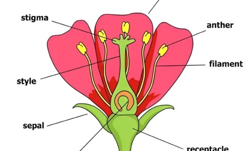 冰花蔬菜 吃法大全-冰花菜的功效与作用、冰花蔬菜 吃法视频 -冰花蔬菜 吃法网