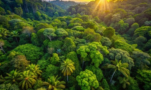 冰花菜的功效与作用-冰花菜的功效与作用、冰花蔬菜 吃法视频 -冰花蔬菜 吃法网